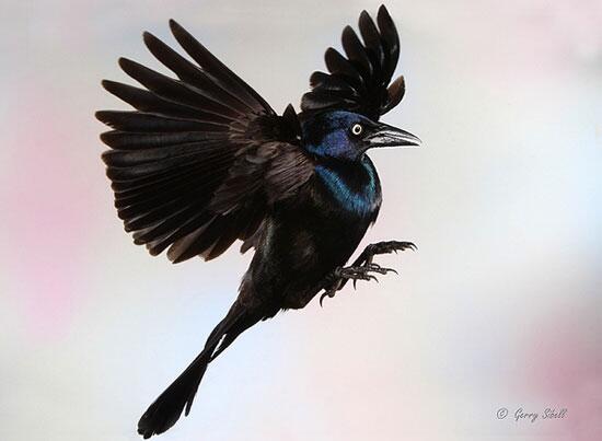 Unik, Foto Burung Asli yang Terlihat Seperti Tipuan