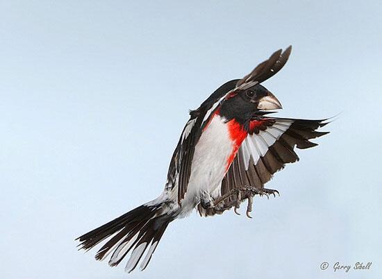 Unik, Foto Burung Asli yang Terlihat Seperti Tipuan