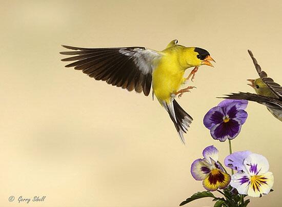 Unik, Foto Burung Asli yang Terlihat Seperti Tipuan