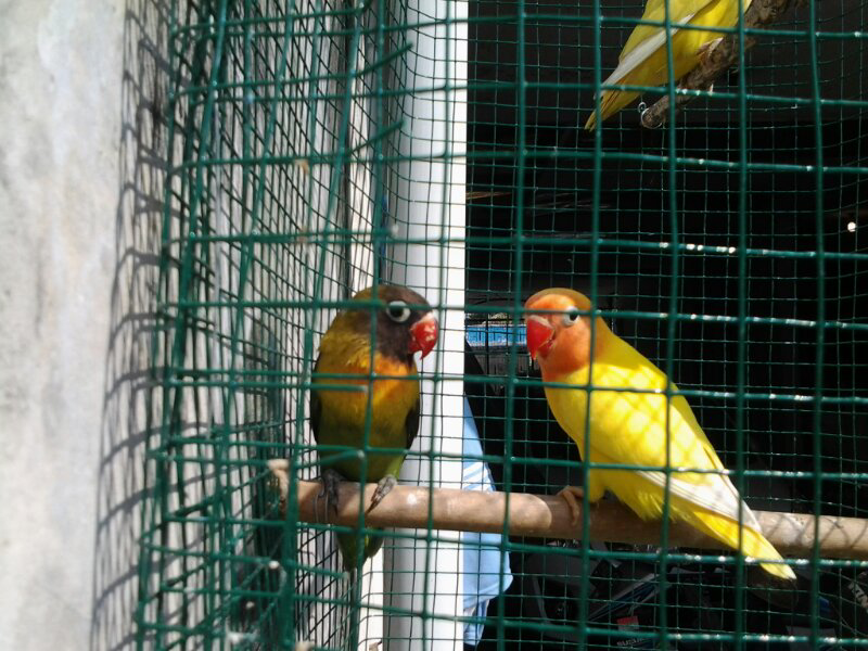dijual anak lovebird