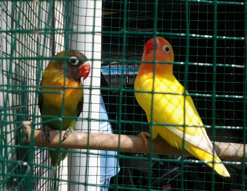 dijual anak lovebird