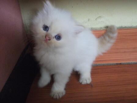 Jual Kitten Persia Jantan Putih - Anak Kucing Lucu - 2 Bulan