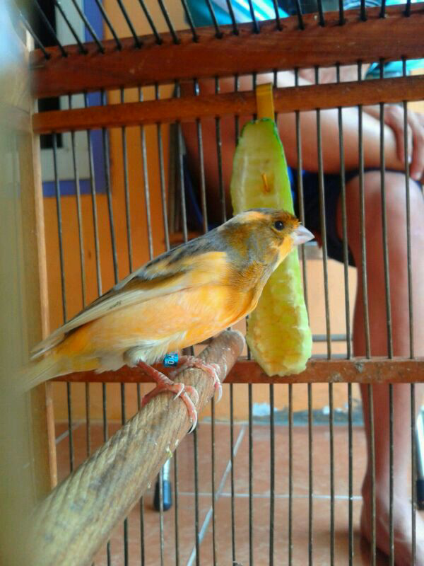 Jual Beli Burung Kenari Cirebon