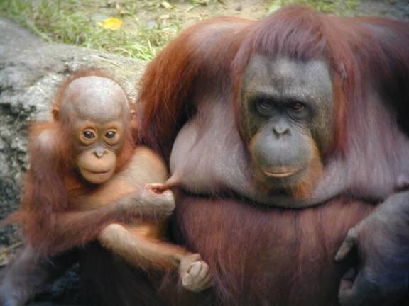 hubungan anak terhadap orang tua (renungan keinsyafan)