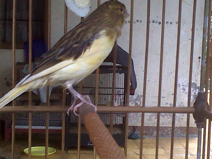 Terjual *** BURUNG KENARI BANDUNG ( UPDATE TRS ) ***  KASKUS