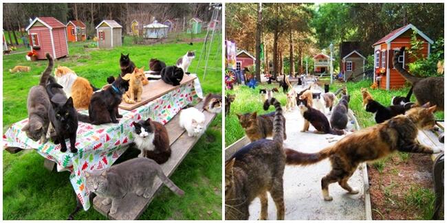 Caboodle Ranch, Kota Kucing Dengan Fasilitas Super Lengkap