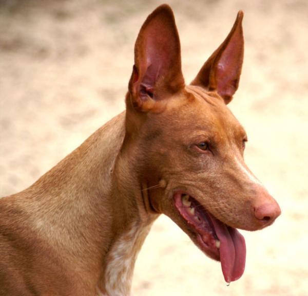 anjing - anjing termahal didunia gan 