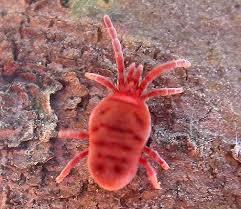 Hewan Parasit Yang Berbahaya