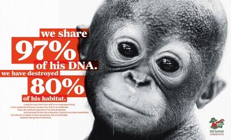 Inilah Mengapa Kita Manusia Harus Peduli Pada Orangutan (Save Orangutan!)