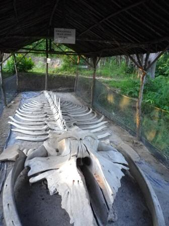 Akhir dari Sebuah Penantian!!! Karimun Jawa!!!