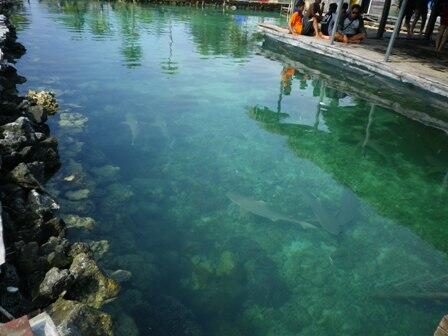 Akhir dari Sebuah Penantian!!! Karimun Jawa!!!