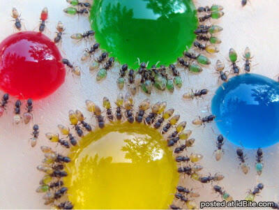 Unik - Perut Semut Bisa Berubah Warna-warni