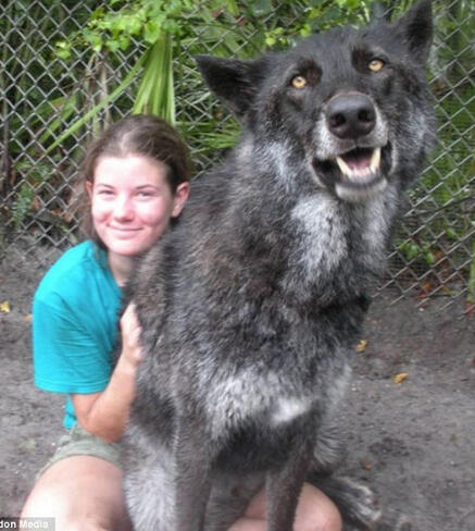 Anjing - anjing terbesar didunia gan :matabelo