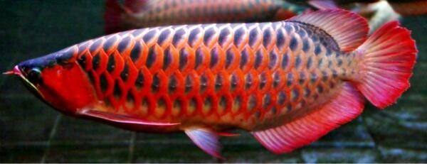 SUKSES DENGAN BETERNAK