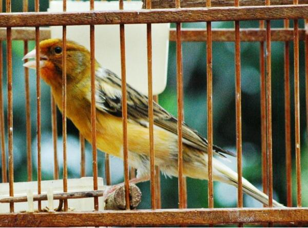 SUKSES DENGAN BETERNAK