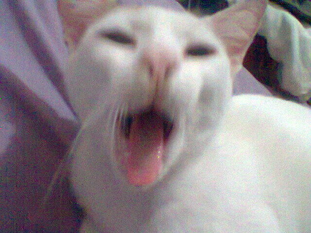 Kucing Ane Kayak Voldemort Gan :hammer