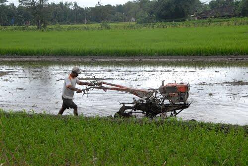 ( Suramnya Petani Indo ) Perusahaan China-Malaysia Bangun Sawah Rp 20 T di Indonesia