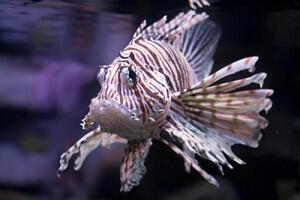 5 Mitos Lionfish, Si Spesies Penyerbu Atlantik Barat