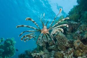 5 Mitos Lionfish, Si Spesies Penyerbu Atlantik Barat