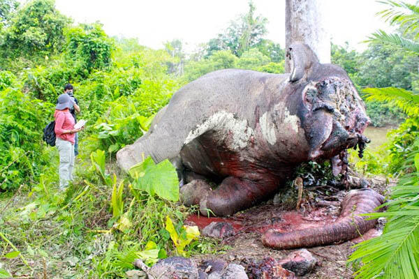 Si Geng, Gajah Sumatra Yang Tewas Dibantai dan Gadingnya Dicuri