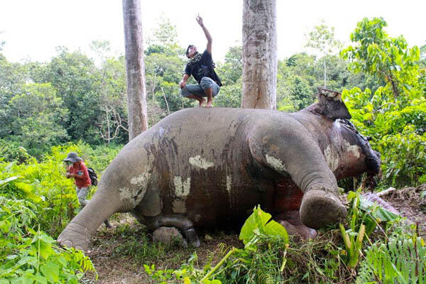 Si Geng, Gajah Sumatra Yang Tewas Dibantai dan Gadingnya Dicuri