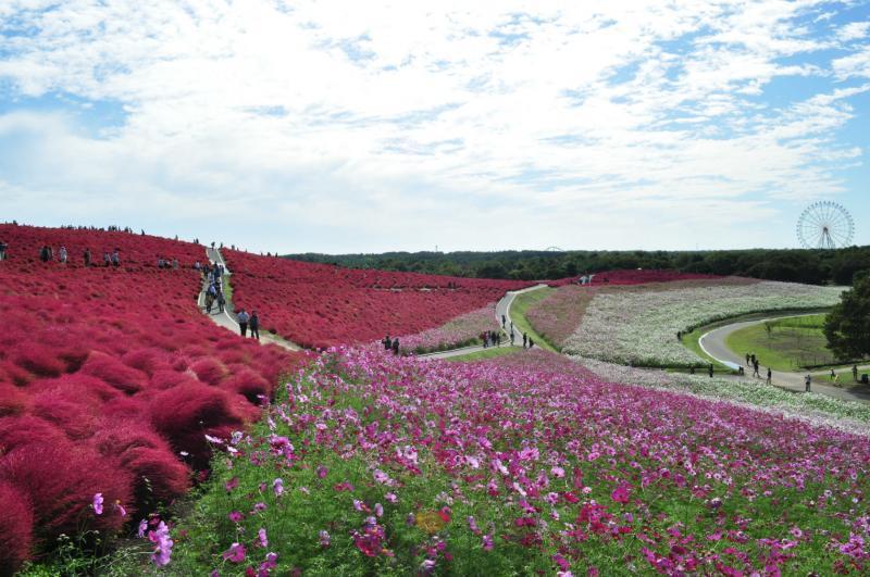Foto-foto surga bunga di Jepang
