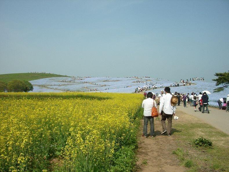 Foto-foto surga bunga di Jepang