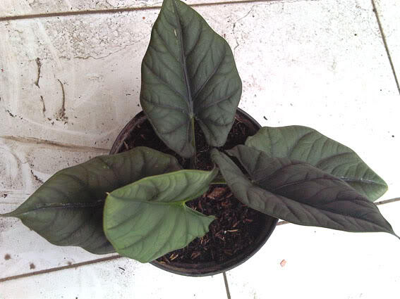 Alocasia dan Philodendron