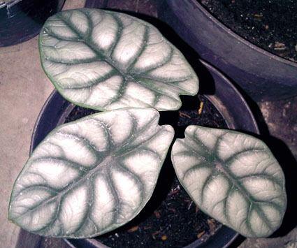 Alocasia dan Philodendron
