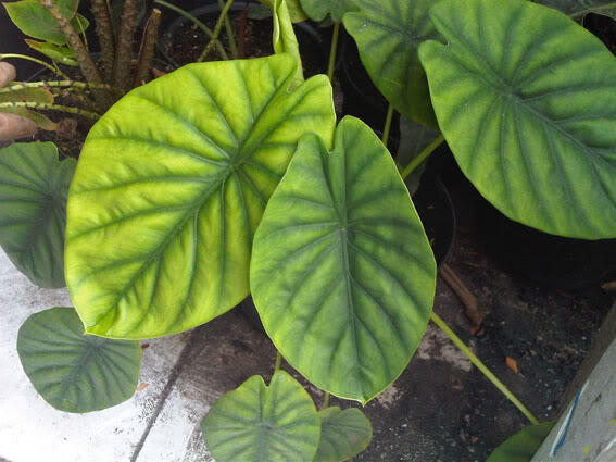 Alocasia dan Philodendron
