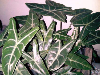 Alocasia dan Philodendron