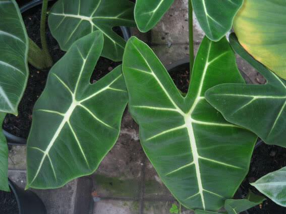 Alocasia dan Philodendron