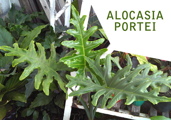 Alocasia dan Philodendron