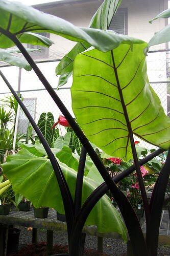 Alocasia dan Philodendron