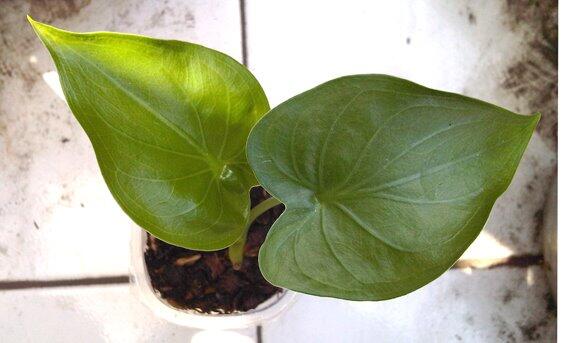 Alocasia dan Philodendron