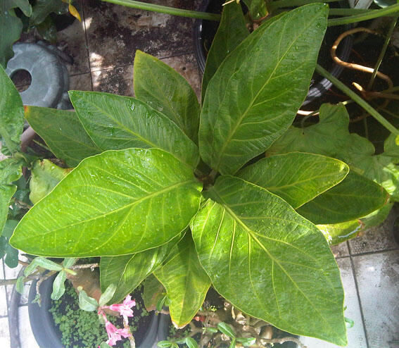 Alocasia dan Philodendron