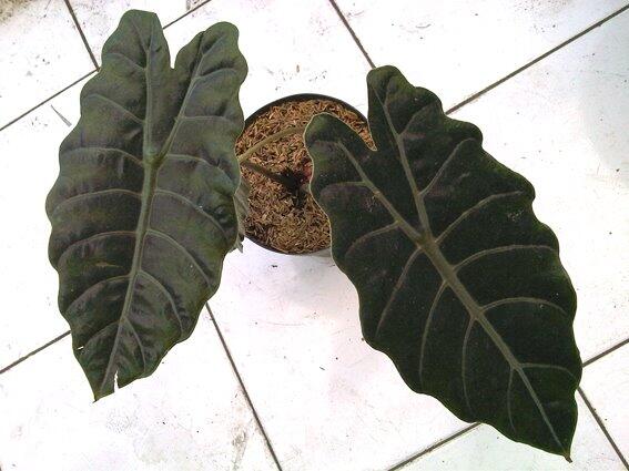 Alocasia dan Philodendron