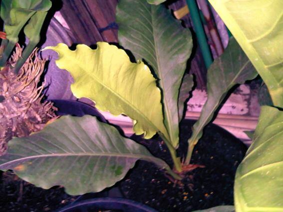 Alocasia dan Philodendron