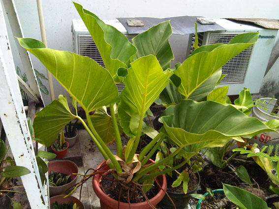 Alocasia dan Philodendron