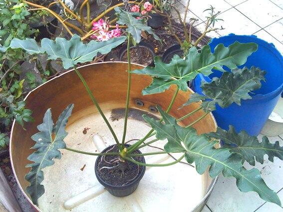 Alocasia dan Philodendron