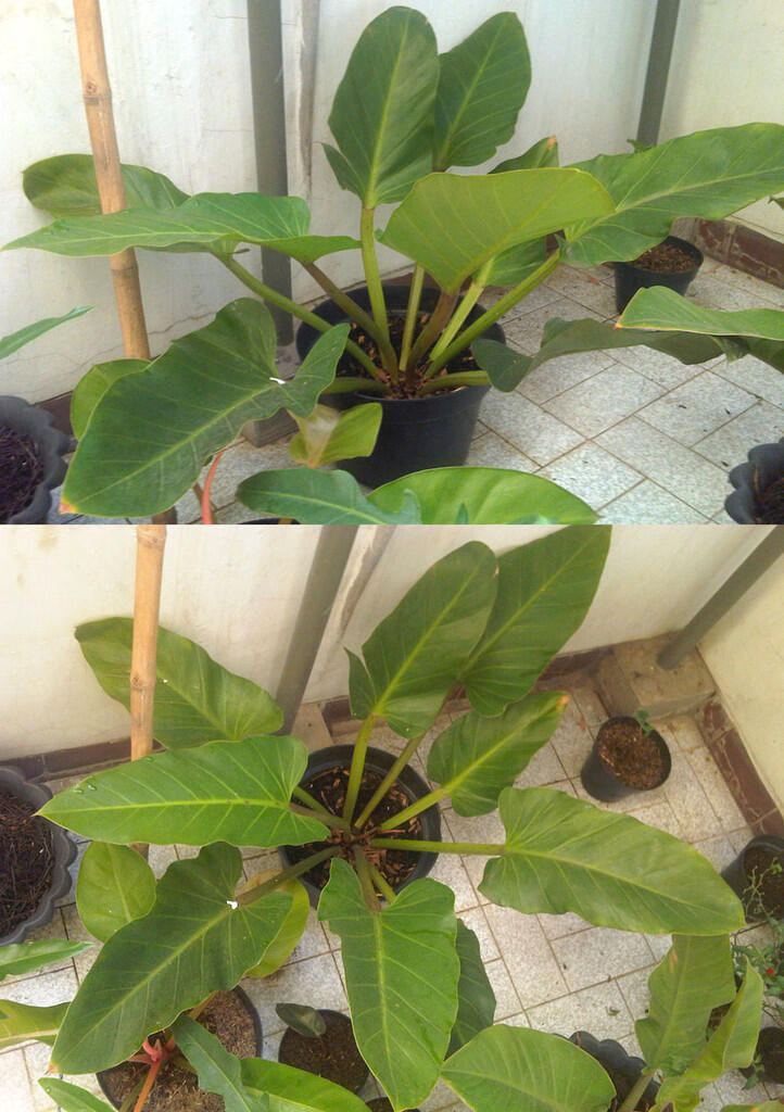 Alocasia dan Philodendron