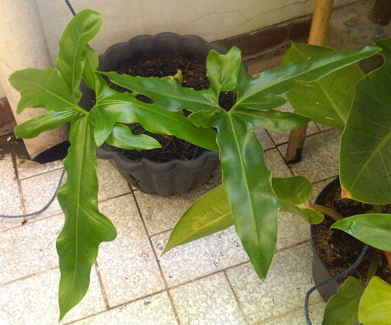 Alocasia dan Philodendron