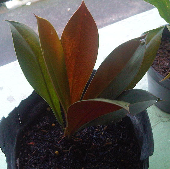 Alocasia dan Philodendron
