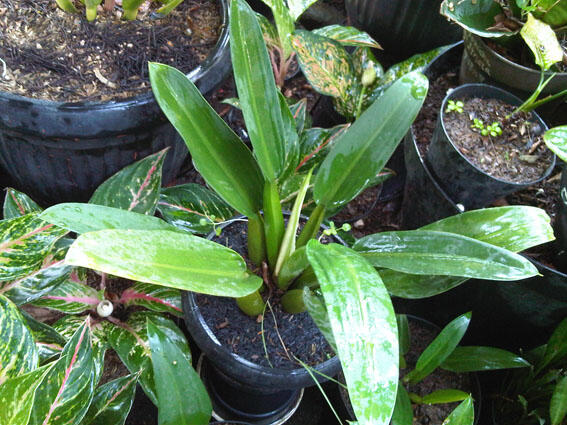 Alocasia dan Philodendron