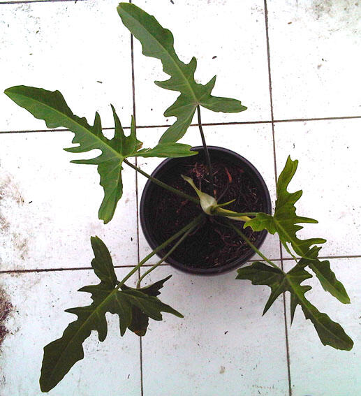 Alocasia dan Philodendron