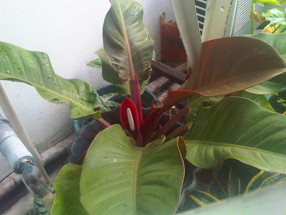 Alocasia dan Philodendron