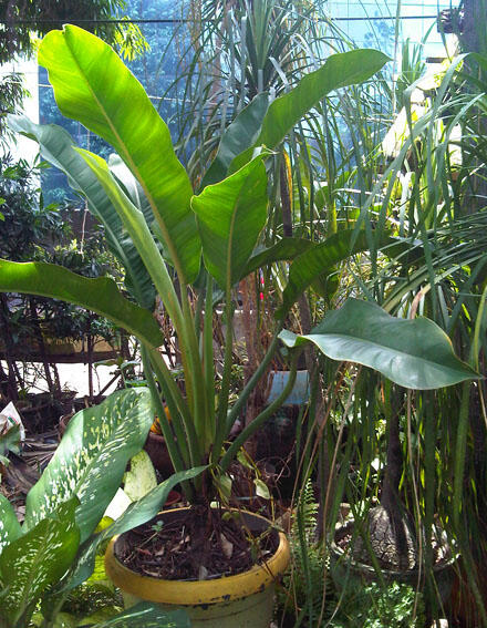 Alocasia dan Philodendron