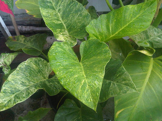 Alocasia dan Philodendron