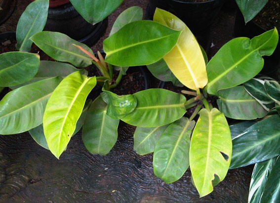 Alocasia dan Philodendron