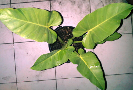 Alocasia dan Philodendron